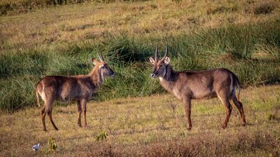 17 Days Ultimate Northern Safari and Trekking (Tanzania) - Image - 11900